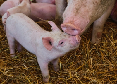 Detection of porcine DNA in gelatin