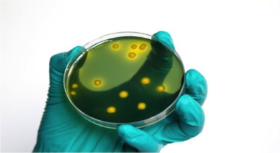 Pseudomonas aeruginosa (Ph. Eur.)