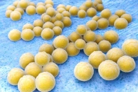 Wymaz gronkowce koagulazo-dodatnie (Staphylococcus aureus i inne gatunki)