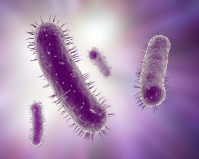 Smear enterobacteriaceae