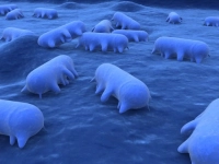 Badanie Salmonella spp.