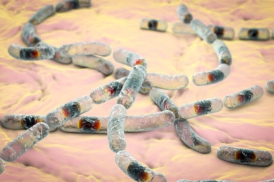 Bacillus cereus