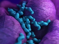 Campylobacter spp.