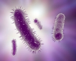 Badanie żywności - Enterobacteriaceae