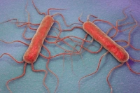 Listeria monocytogenes- badania przechowalnicze
