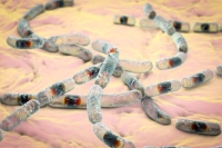 Bacillus cereus- badania przechowalnicze