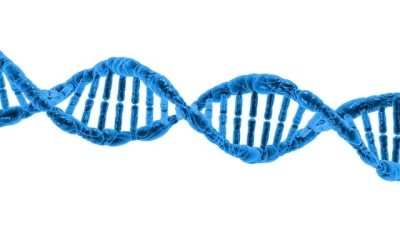 Animal DNA