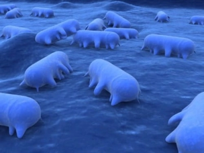 The presence of specific DNA for Salmonella spp. Real - Time PCR method
