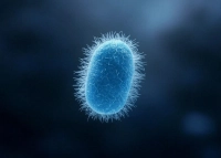 Badanie Escherichia coli w żywności